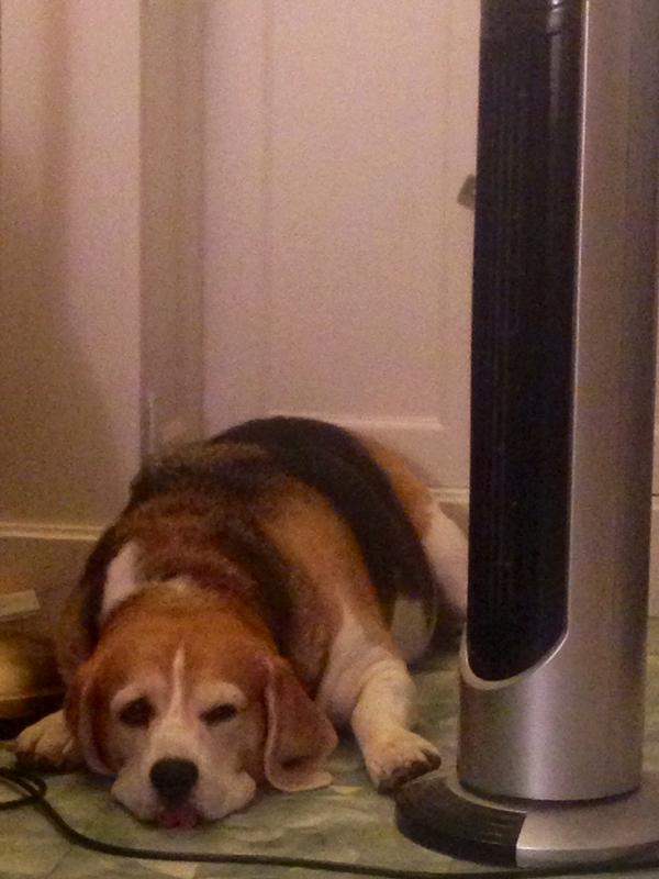 So nice to have some air wafting on my nose aroooo