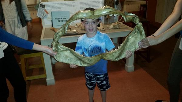 Beciloo77's tweet photo. Owen learning about sharks. #sharkweek @ROMBiodiversity @ROMHandsOn http://t.co/5RrP1SiRbF