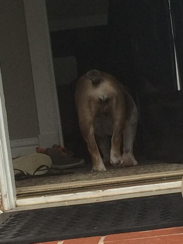 EchizzleHill's tweet photo. when people call my dog ugly http://t.co/Yxo80cKKHa