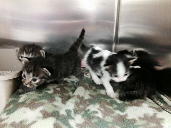 OconeePets's tweet photo. We desperately need a foster who can bottle feed these kittens! Fill out the form at the top of the page http://t.co/r8H3Fqw0xl