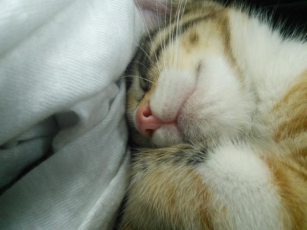 Nicoles33S's tweet photo. #Happydaycat #DiadelGato http://t.co/KPuYmLQGgS