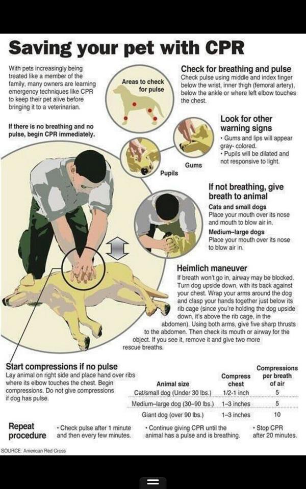 GodricsDaughter's tweet photo. @BauervanStraten CPR for dogs! Everyone with a furry friend should know this! #CPR #Dog #PetRescue http://t.co/htRQZ8ATYT