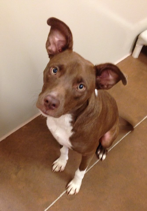DASAdoptions's tweet photo. Sammy!! A814870 @DallasShelter Look at this Adorable baby!! 9 month old Lab/Pointer mix. Adopt him!! #PleaseShare http://t.co/RcoMqgrdsE