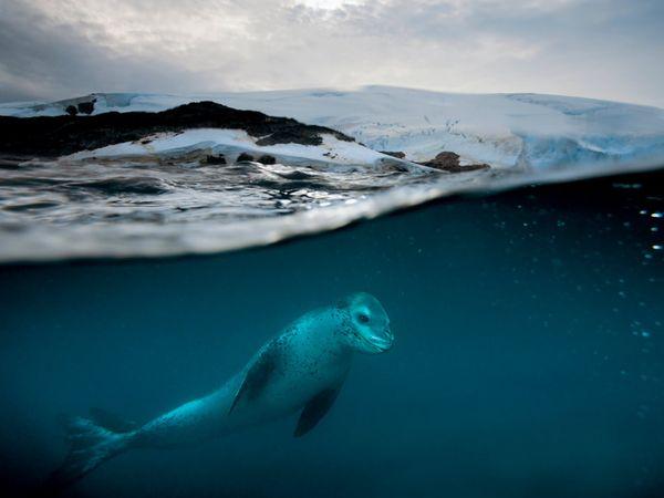 VapeUncle's tweet image. A leopard seal patrols Anvers Island, Antarctica for some delicious penguins!