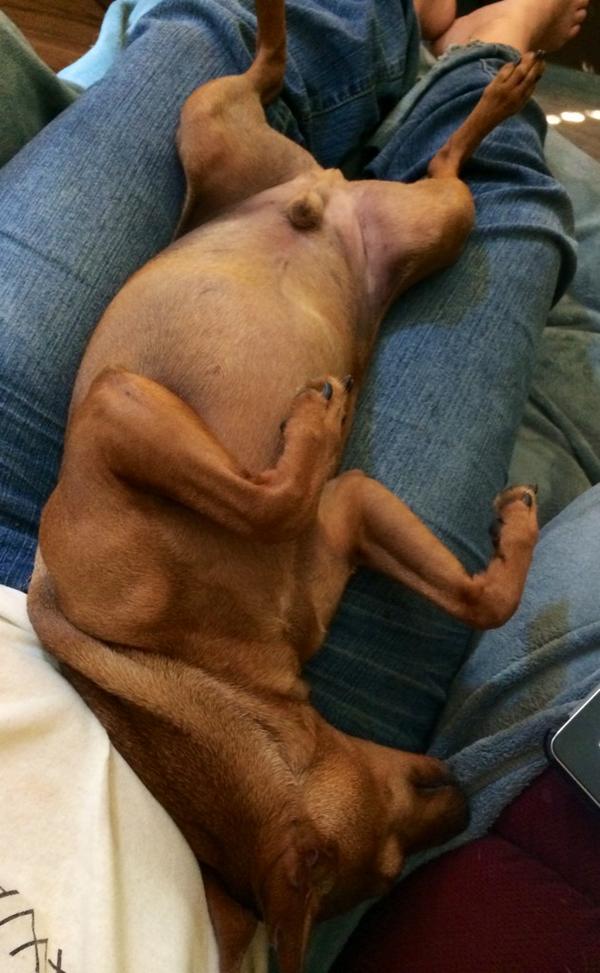 BuddyTheMiniPin's tweet image. #chillin #relaxing #lazysaturday #pets #minipins