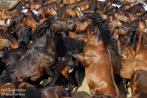 UltraPodX's tweet photo. —EQUINOFOBIA 
Miedo o temor a los caballos o a las cabalgatas equinas.

¿Te Consideras Equinofóbico(a)? http://t.co/2WKBMDioIC