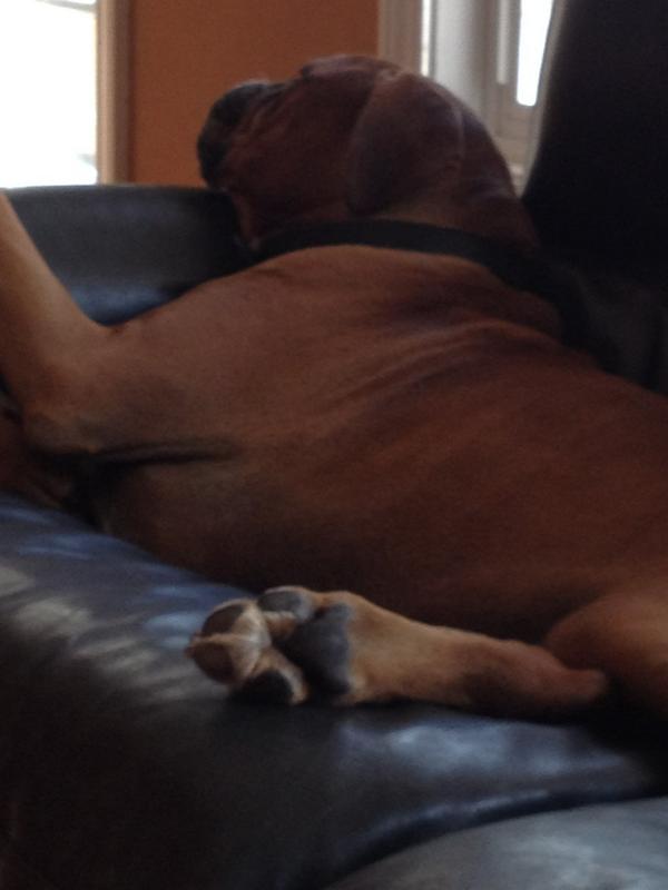 HydeParkDave's tweet photo. Mutt http://t.co/4T4E3sy7AY