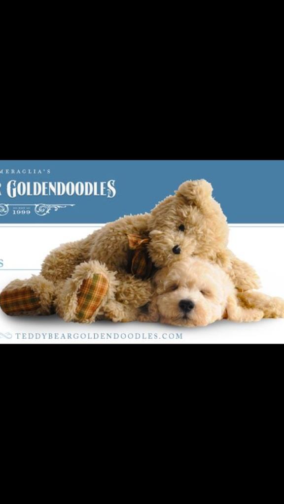 goldendoods's tweet photo. How could you not love a dog that looks like a teddy bear?! Am I right or am I right?! #goldendoodle #goldendoods http://t.co/mhkOJ3KFWr
