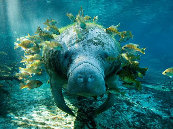VapeUncle's tweet image. These fish get a free meal while also helping clean this Manatee. Win-win!