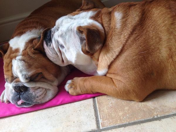 WinstonBulldog's tweet photo. Fast asleep #bulldog #bulldognation #lovemysister @WillowBulldog http://t.co/JlsexO7NRH