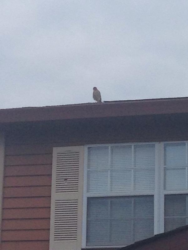 There was just a peregrine falcon on my roof! #Birds #Dr.Horn #BiologyofBirds