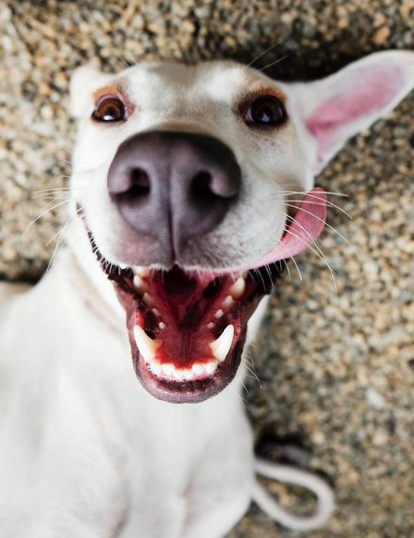 pawsatlanta tweet picture
