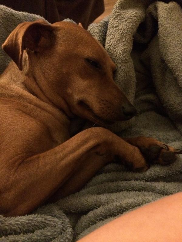 BuddyTheMiniPin's tweet image. #goodnight furriends!! 🐾