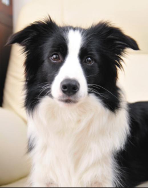 ボーダーコリーbot Bordercollie B Twitter