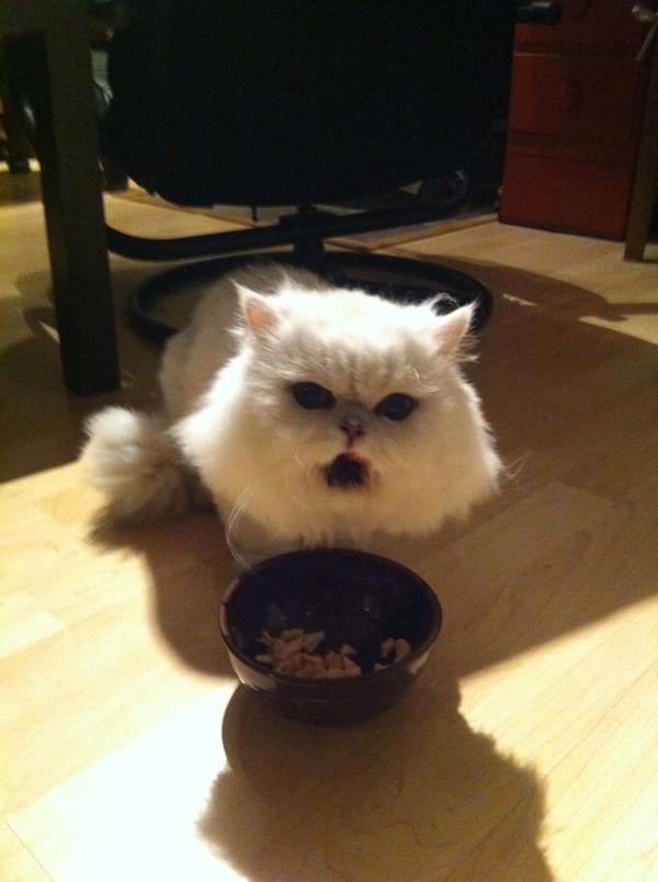 HammiTime's tweet photo. @CanmoreBylaw  Found this guy wandering Peaks @ 11:30 tonight! Anyone missing their big white pure breed cat? http://t.co/C1VqnwiJDs