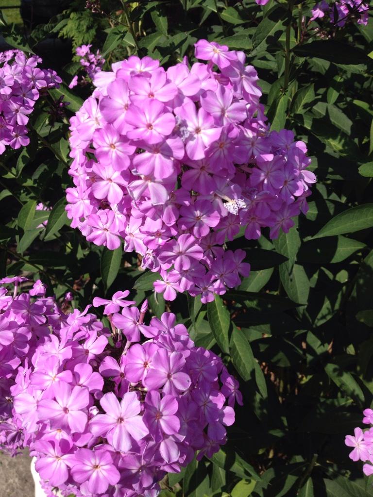  Its officially Aug 10 here in the east!Happy Birthday Angie!Much love & happiness being sent ur way xo 