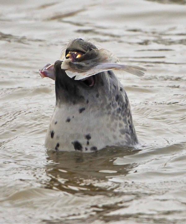 GerhardKornelis's tweet photo. Ontbijten aan de #Waddenkust: #zeehond met #schol #HH http://t.co/3GRxXy7GEr