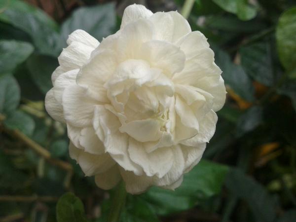 oloopennet3's tweet image. Bad heart, no want