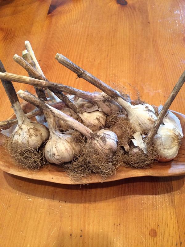 #garlic #naturalantioxidant healthdiaries.com/eatthis/20-hea… Look how beautiful! Picked from Aunt Jan's garden.