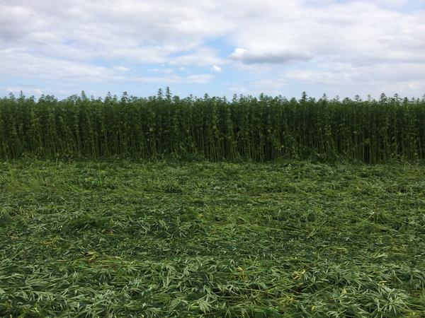 HempArchitect's tweet photo. This years crop of hemp. Much better growth than last year! #Hemp http://t.co/ajnRCbblhz