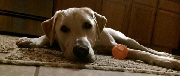 Laciethedogg's tweet photo. Good morning everyfur! Mom wants to play but I told her she needs her coffee first. #good morning #humansneedcoffee http://t.co/f2p1PKgfj5