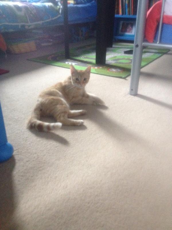 leanneheath87's tweet photo. This girl went missing last night! But just casually came strolling back.. http://t.co/10yqcmdVIM