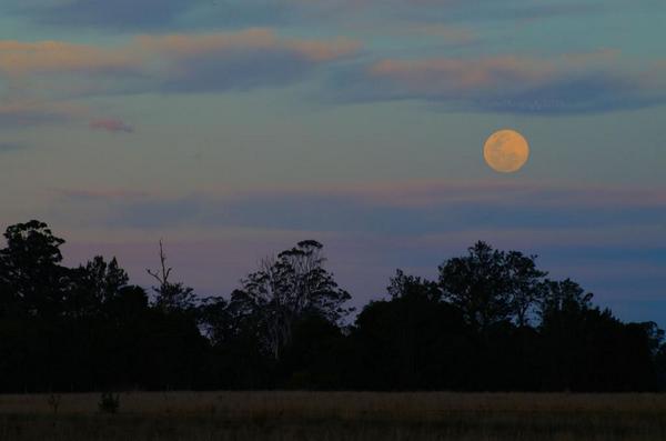 DeeHartin67's tweet photo. #supermoon #supermoon2014 northern #nsw #Australia @WeatherAmazing @ObservingSpace @Discovery_Space @earthskyscience http://t.co/7j3BsKTaVZ