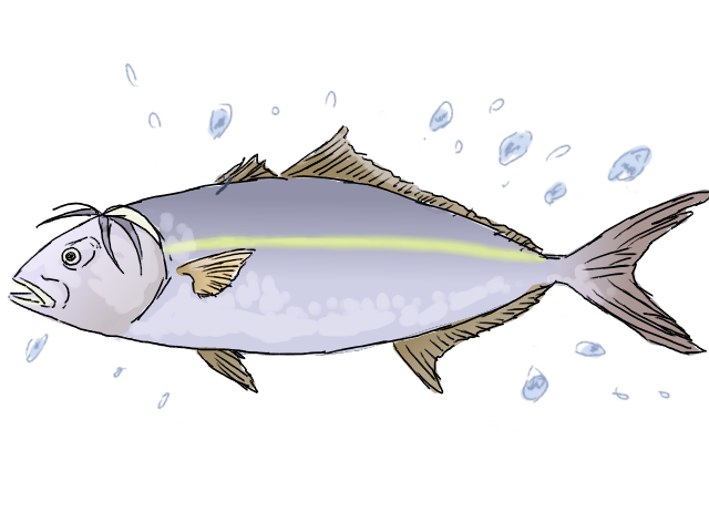 カンパチのtwitterイラスト検索結果 古い順