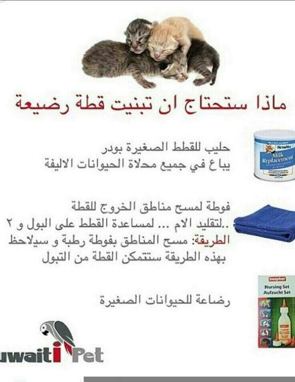 تربية القطط On Twitter Ranya Bukhari ممكن تستبدل الحليب المخصص للقطط بحليب خالي من اللاكتوز من اي صيدلية بشرية Http T Co Be3ynqratq
