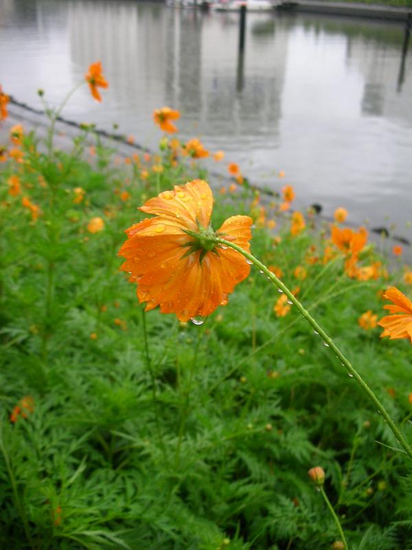 honky_tonk's tweet image. 精霊達はささやいてます
「もっとも仕事し易い状態になった」
ascension2011.jugem.jp/?eid=1249
〔笑顔〕
#smile #笑顔 #WaveMotion #波動