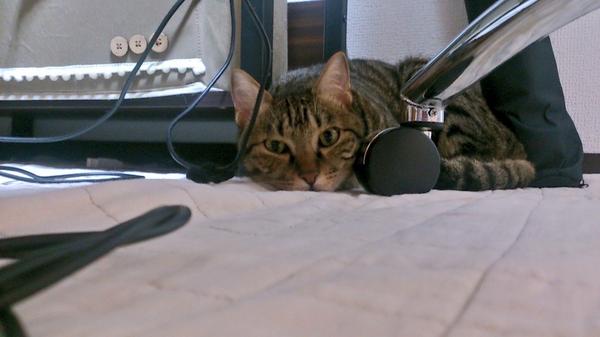 ニャー助動画 猫あるあるtop10 トコトン掘り下げ隊 生き物にサンキュー ネコsp