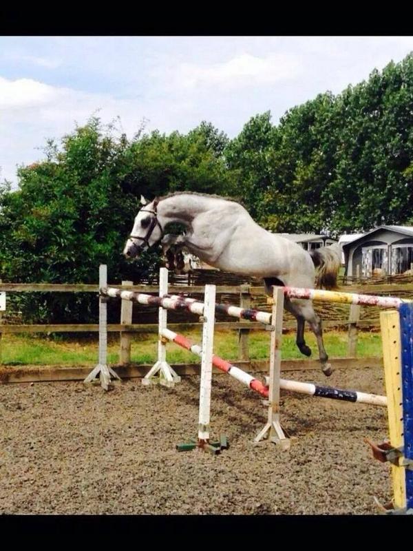Tigerrudge's tweet photo. Cassini ii ex heartbreaker stallion now sold to "monks stud " beautiful home for this beautiful boy, top colts 4sale http://t.co/PZpkFmLKoZ