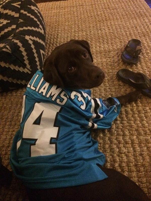 tdavey41's tweet photo. @Panthers dog sitting @saints fan's @muellerdavid dog named Brees, she looks great in blue! @DeAngeloRB #keeppounding http://t.co/P1SFBwln21