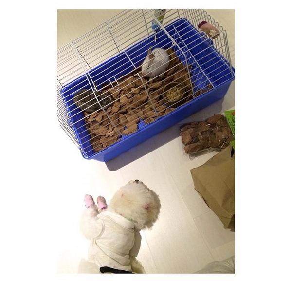 KathKissers's tweet photo. “@bernardokath: Ate duties... 🐇🐶 http://t.co/ajzXLHhGOu” http://t.co/kDolLsQ8v7