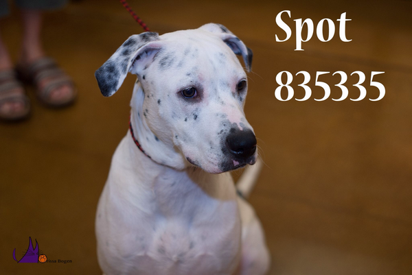 DASAdoptions's tweet photo. FEE WAIVED for Spot!! A835335. 1yo/M. Located at @DASAdoptions Is he your new BFF?! He's waiting... #PleaseShare http://t.co/xEm4yW71MR