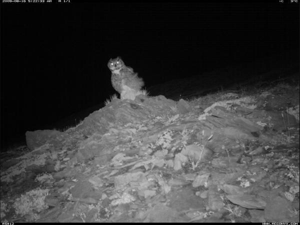 JasonTFisherLab's tweet photo. #owl in the alpine! Amazing what you find on a mountaintop #cameratrapping research @albertaparks @AltaWolverine http://t.co/AH8jwCAEwB
