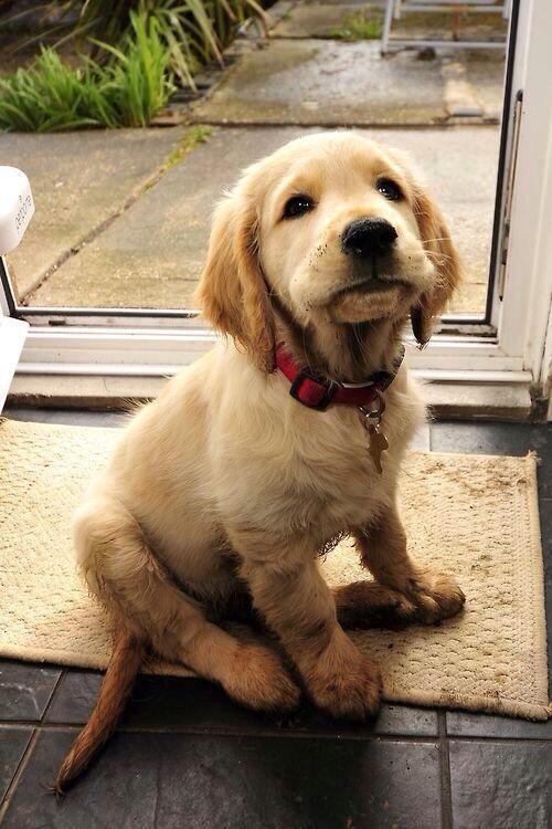 DogsHD's tweet photo. Adorable ❤️ http://t.co/F5YqYla07w