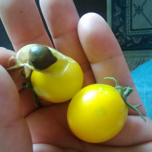 Tomatoes and Black Chickpea