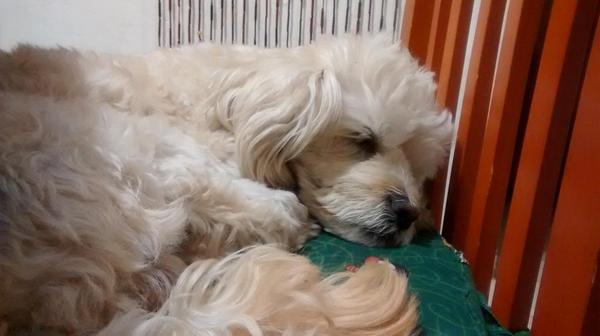 Ivanobitch7's tweet photo. Cooper @DaphOddil http://t.co/zbzh0HA1Dp