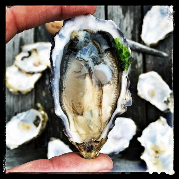 EdibleSF's tweet photo. West coast = best coast cause the oysters are beautiful. #HogIsland #Cliffsides #WhyWeLiveInSF http://t.co/lycfBLZnXZ http://t.co/E7Qv3NdkpX