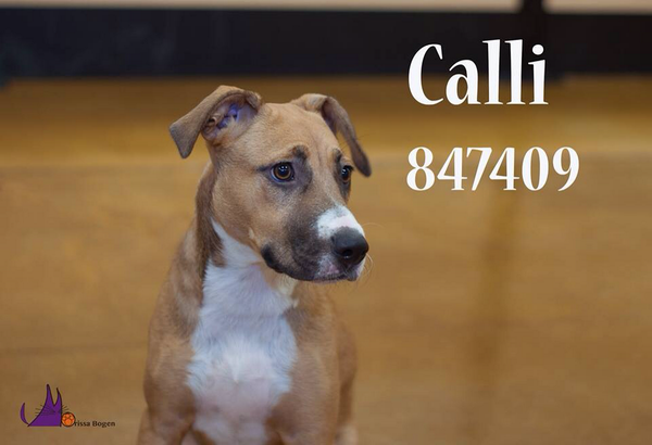 DASAdoptions's tweet photo. Calli!! A847409. Breathtaking 2yo Lab Mix. Look at those eyes! She's @DASAdoptions location. @DallasShelter #PlsShare http://t.co/rTwyuR8YRn