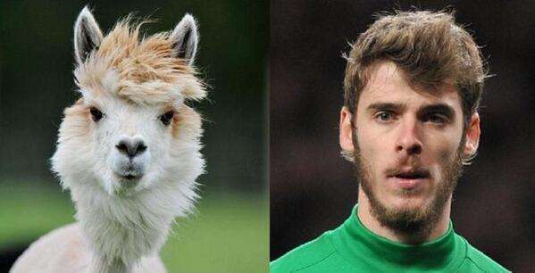 SonParecidos's tweet photo. Lllama y De Gea http://t.co/zGga98SG8j