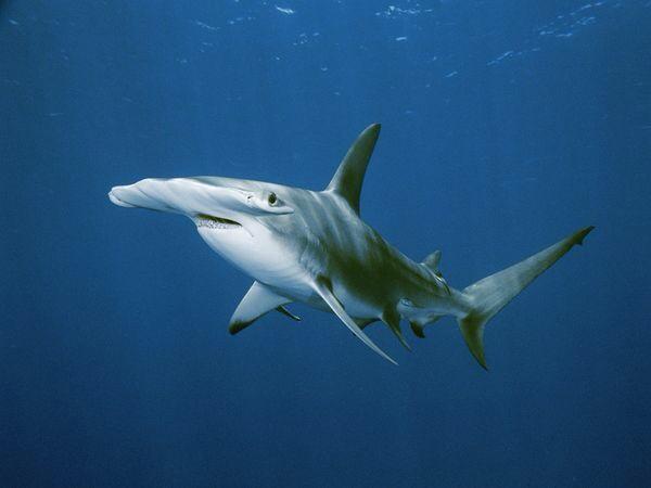 VapeUncle's tweet image. A hammerhead shark, one nature's more interesting creatures. #SharkWeek