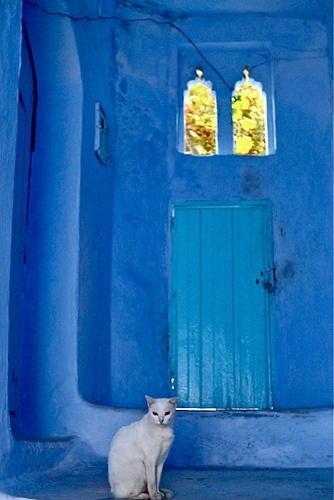 SnakeSepta's tweet image. *glances up at the snowy cat in the hall, waiting patiently to follow her to the sept for afternoon prayer..and milk*