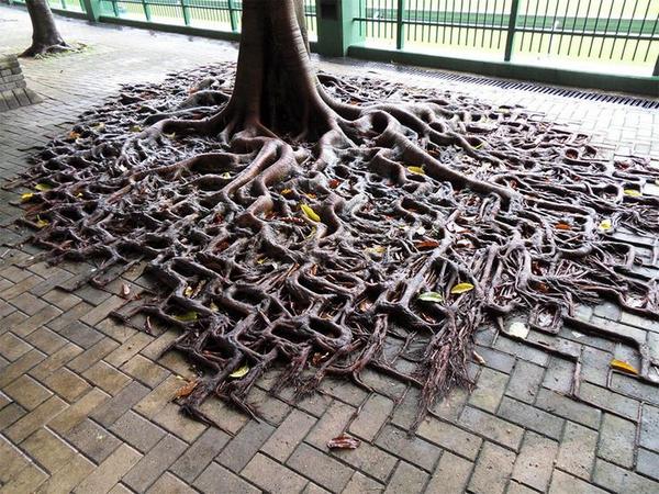 friendofhoneyb's tweet photo. Tree roots conquer concrete pavement http://t.co/y58GJT7jC9