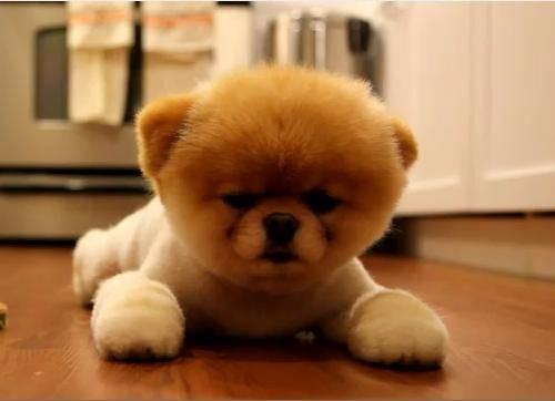 EmuCyrusFanpage's tweet photo. @MileyCyrus I want a dog like this but I'm not allowed to have one 😕 http://t.co/fzYxp3iBOe