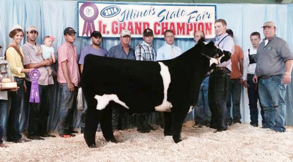 bestofthebarns's tweet photo. #rhdclients Grand Steer 
Illinois State Fair open show 
Sold By Bonham, Guyer
#BreedLautner http://t.co/meJO1zbJvN”