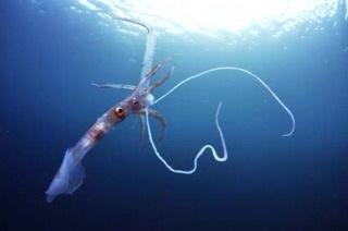 深海魚図鑑 Deepseafish 002 Twitter 深海魚図鑑 Deepseafish 002 Twitter