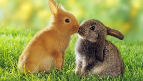Frodo_thbot's tweet photo. หากข้าและ @Glorfindel_Th เป็นกระต่าย....... http://t.co/XTmXXr2f2Q