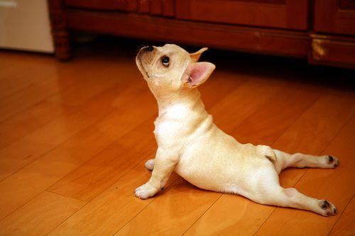 AM0LasMascotas's tweet photo. inhala ... exhala ... namaste http://t.co/so3ns9WeWG